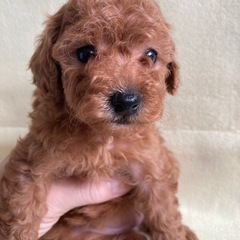 トイプードル家族募集中(販売)