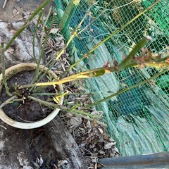 大株バラ③の画像