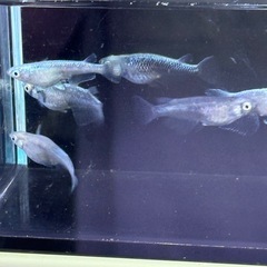 墨武メダカ‼️ 選別漏れ　3匹　1000円の画像