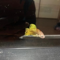 ベタジャイアントプラカットの画像