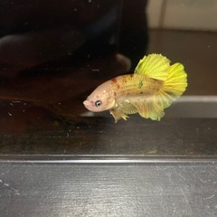 ベタジャイアントプラカットの画像