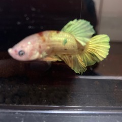 ベタジャイアントプラカットの画像