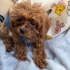 トイプードル メス　3ヶ月