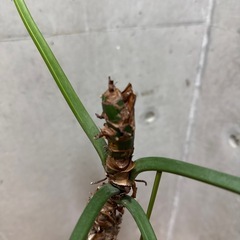 フィロデンドロンバーキン　台付の画像