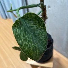 フィロデンドロンバーキン　台付の画像