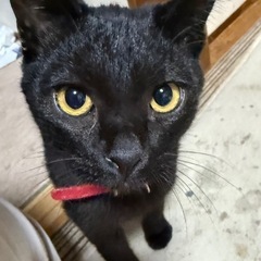黒猫ちゃん。