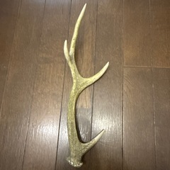 鹿の角
の画像