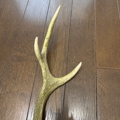 鹿の角
の画像