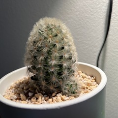 カルメナエの画像