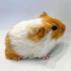 シェルティーmixモルモット　♂ 販売中❗️