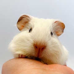 mixモルモット♂ 販売中❗️