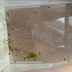☘️ミナミヌマエビ10匹＋α と水草☘️の画像