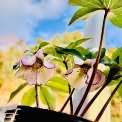 クリスマスローズ