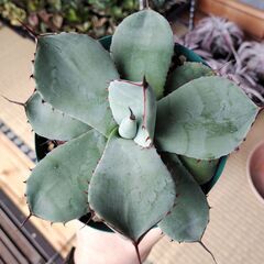 【耐寒性あり】アガベ・パリー・トランカータの画像