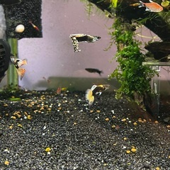 ネオンタキシードグッピー全部(熱帯魚、メダカ)の画像