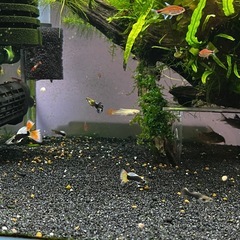 ネオンタキシードグッピー全部(熱帯魚、メダカ)の画像