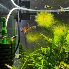 ネオンタキシードグッピー全部(熱帯魚、メダカ)の画像