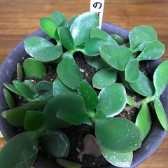 ■金のなる木■挿し木した鉢植えの画像