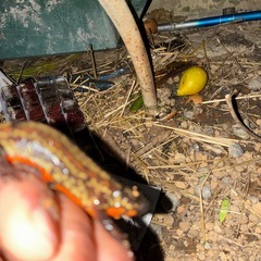 全国輸送送料無料超希少極上金箔CB個体オキナワシリケンイモリメス1匹即決30000円の画像