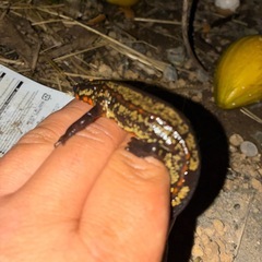 全国輸送送料無料超希少極上金箔CB個体オキナワシリケンイモリメス1匹即決30000円の画像