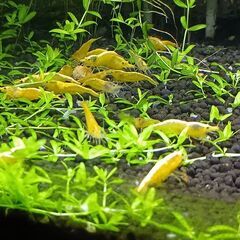 イエローゴールドシュリンプの画像