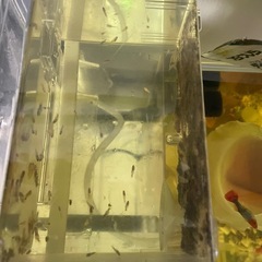 水槽と外部フィルターと隔離ボックスと生体の画像