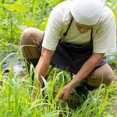 【 日払い 】農作業スタッフ＜西藤原駅＞の画像
