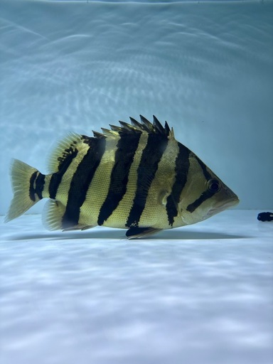ダトニオプラスワン