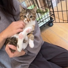 めちゃカワ♡甘ったれ♡キジ白くん♡4ヶ月の男の子