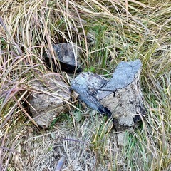 【無料】丸太、薪にどうぞ
の画像