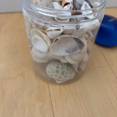 貝殻　シェルの画像