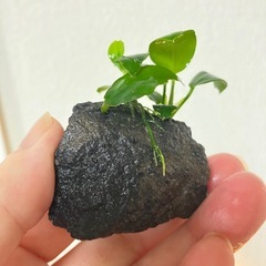 アヌビアスナナ・プチ①の画像