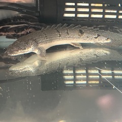 ポリプテルス　デルヘッジ
の画像