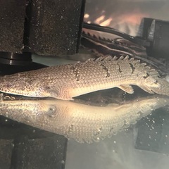 ポリプテルス　デルヘッジ
の画像