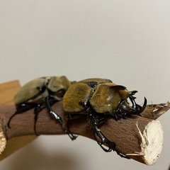 カブト・クワガタトレード募集！  
