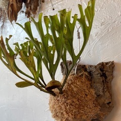 ビカクシダ・リドレイの画像