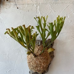 ビカクシダ・リドレイの画像