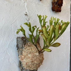 ビカクシダ・リドレイの画像