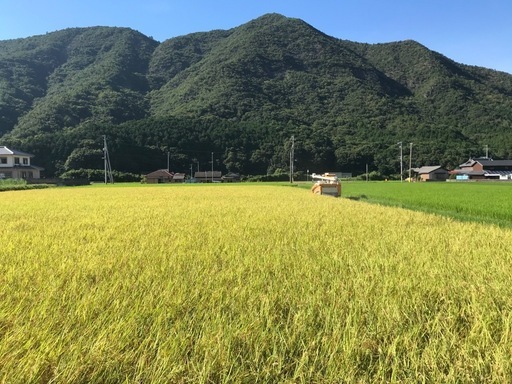 令和7年産お米コシヒカリ（有機肥料）30kg