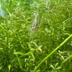 ミナミヌマエビ10匹 ペット サイズランダムです♪の画像