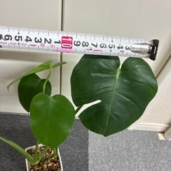 モンステラ　プラ鉢受皿付き　室内観葉植物の画像