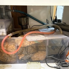 90センチオーバーフロー水槽生体セットの画像