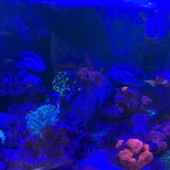 90センチオーバーフロー水槽生体セットの画像