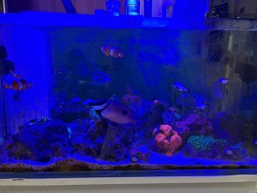 ［商談中］90センチオーバーフロー水槽生体セット