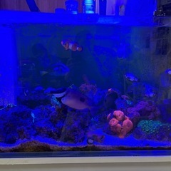 90センチオーバーフロー水槽生体セットの画像