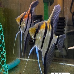 3月より販売開始予定‼️ ✨サンタイザベル産レッドショルダーエンゼル（F3）✨の画像