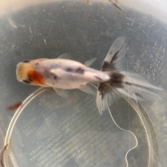 鈴木系東錦分譲20260214
の画像