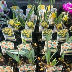 チューリップ　水仙　　おひとつの画像