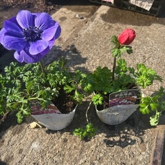 アネモネ　3.５号ポットの画像