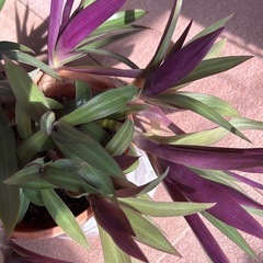 🟣紫オモト  株のみ　ムラサキオモト の画像